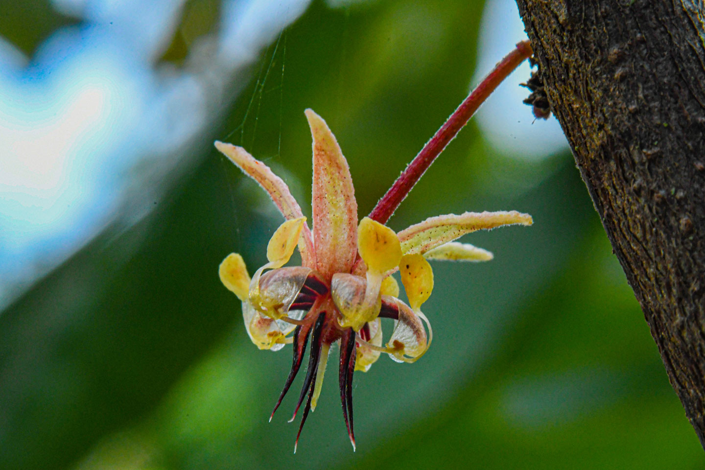 Cacao flower